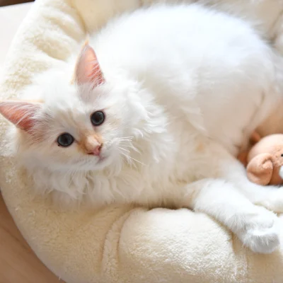 D5M_0119.webp