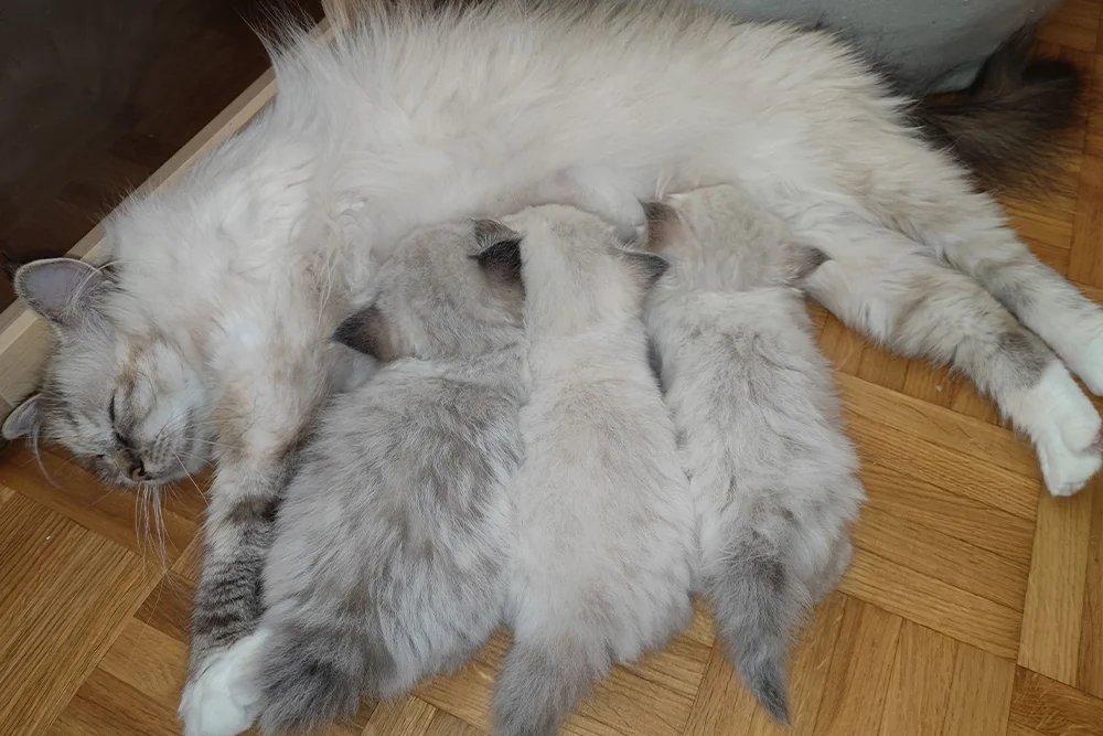 cuccioli.webp