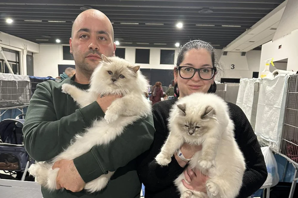 golden_cat_show.webp