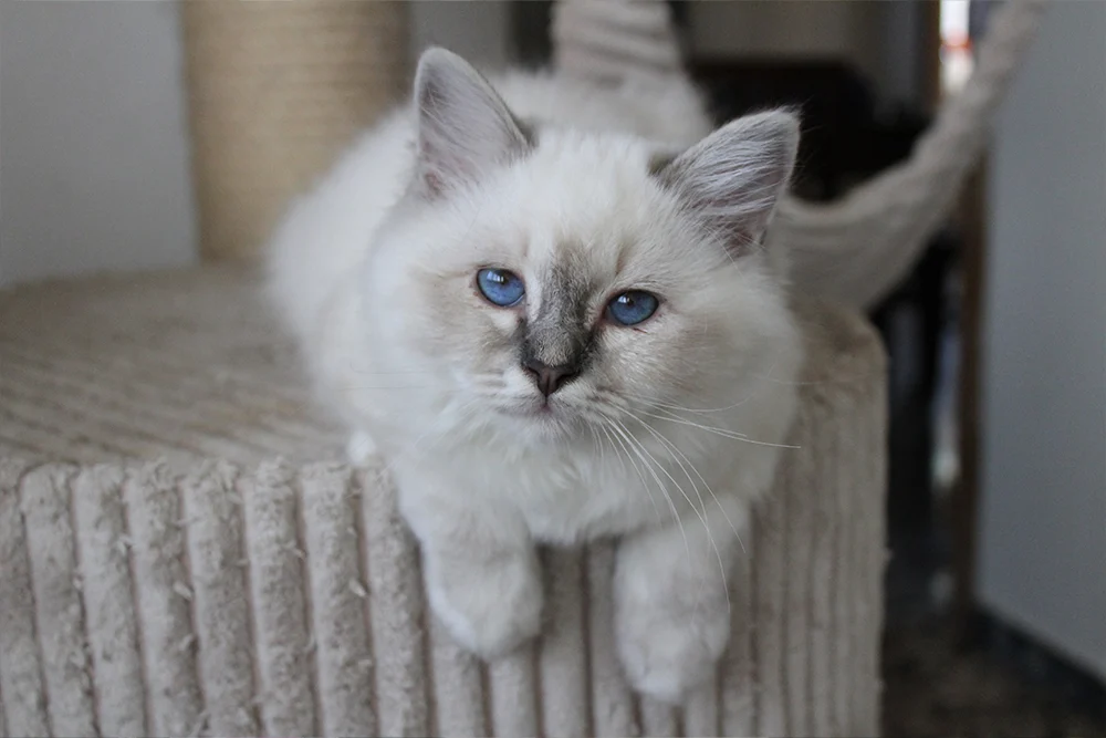 margot.webp